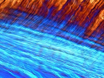 This photo image of collagen fiber bundles - a biotechnological graphic - was created using spectrally refracted light by Sam Veres of Auckland, New Zealand.